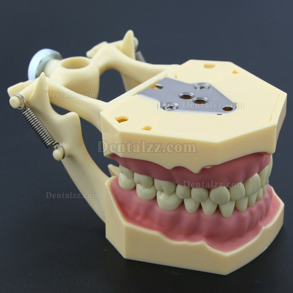 歯科修復タイポドンモデル 歯科模型 M8014-2 32pcs FrasacoAG3タイプと互換性あり